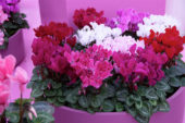 Cyclamen gemengd