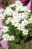 Anemone blanda White Splendour