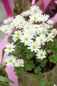 Anemone blanda White Splendour