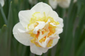 Narcissus Bonaire