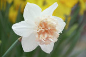 Narcissus Petit Four