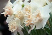 Narcissus Petit Four