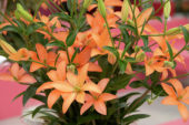 Lelie oranje