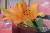 Lilium oranje