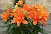 Lilium Tiny Double You ®