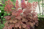 Heuchera