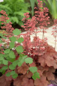 Heuchera