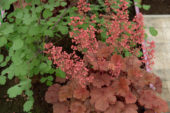 Heuchera