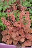 Heuchera