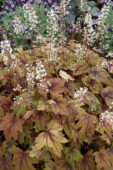 Heuchera Sweet Tea