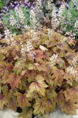 Heuchera Sweet Tea