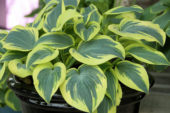 Hosta