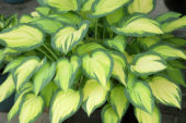 Hosta
