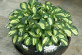 Hosta Snow Mouse