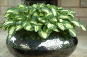 Hosta Snow Mouse