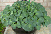 Hosta Blue Mouse Ears