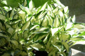 Hosta