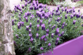 Lavandula stoechas Anouk