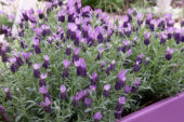 Lavandula stoechas Anouk