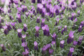 Lavandula stoechas Anouk