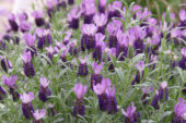 Lavandula stoechas Anouk