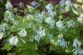 Corydalis elata x flexuosa Craigton Blue