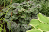 Heuchera Pinot Gris
