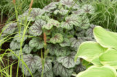 Heuchera Pinot Gris