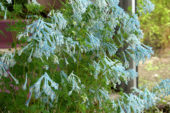 Corydalis elata x flexuosa Craigton Blue