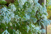 Corydalis elata x flexuosa Craigton Blue