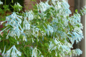 Corydalis elata x flexuosa Craigton Blue