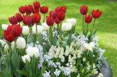 Lente bloeiers