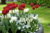 Lente bloeiers
