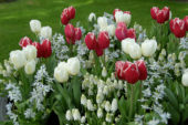 Lente bloeiers