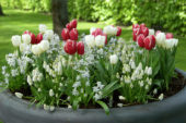 Lente bloeiers