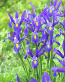 Iris Hommes Blue