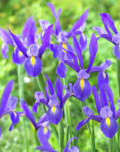 Iris Hommes Blue