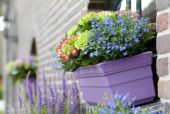 Window box