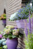 Lobelia, Hydrangea