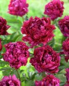 Paeonia Censation™ Lady in Red