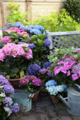 Hydrangea collection