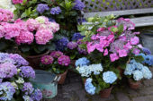 Hydrangea collectie