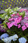 Hydrangea roze