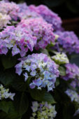 Hydrangea