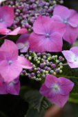 Hydrangea pink