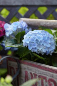 Hydrangea blue