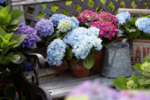 Hydrangea collectie