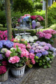 Hydrangea collectie