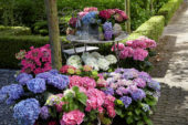 Hydrangea collectie