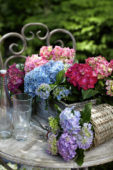 Hydrangea collectie